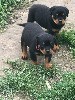  - CHIOTS ROTTWEILER portée RONBINE DE LA PIECE DE L'ASSAUT / SO DE LA PI