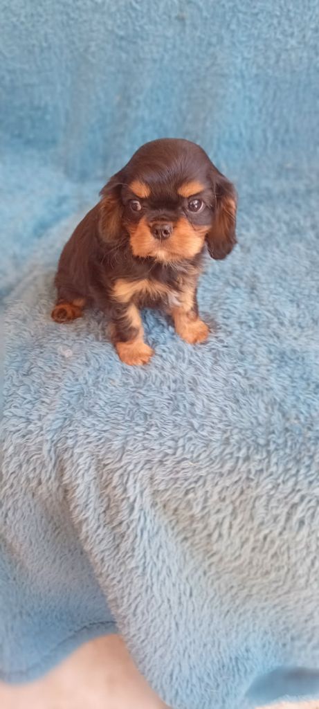 Andalouse Du Jardin De Balata