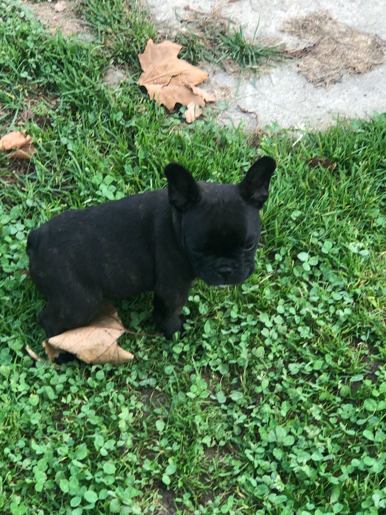 SIDONIE DU BOIS NATHY BOULEDOGUE FRANCAIS