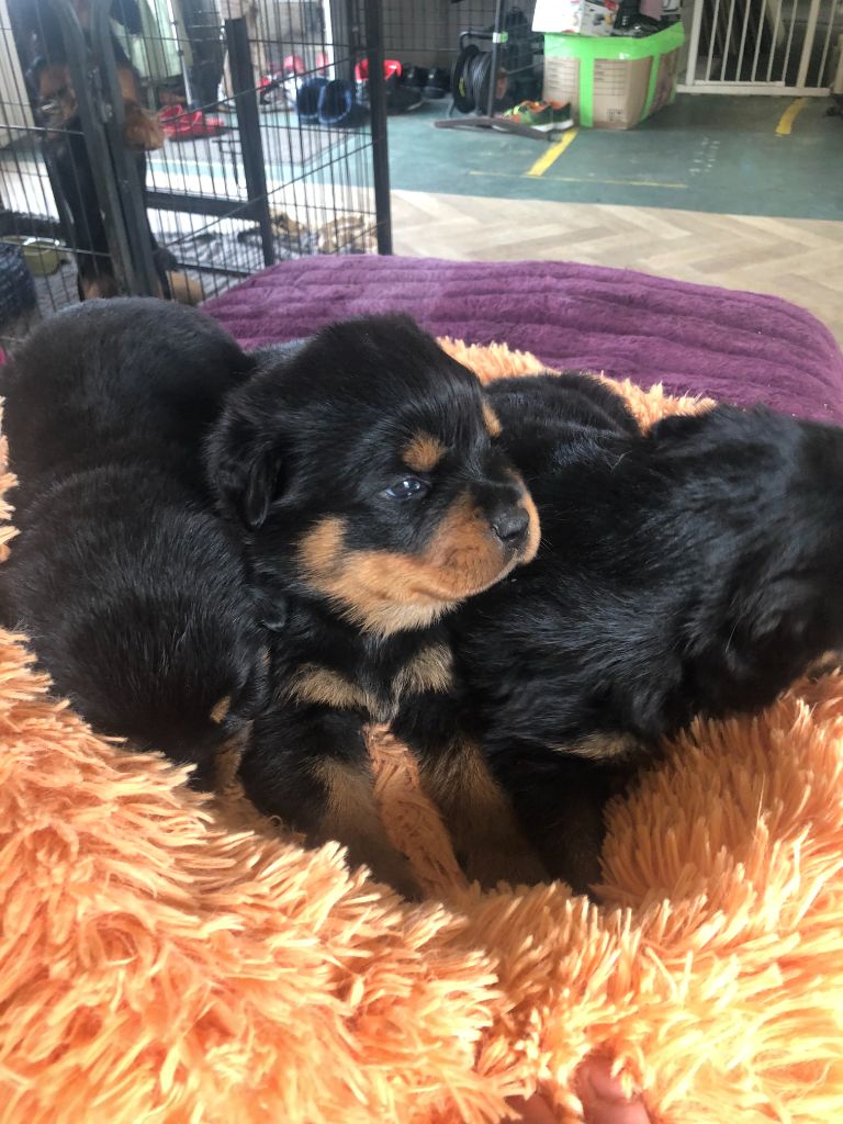 CHIOTS ROTTWEILER