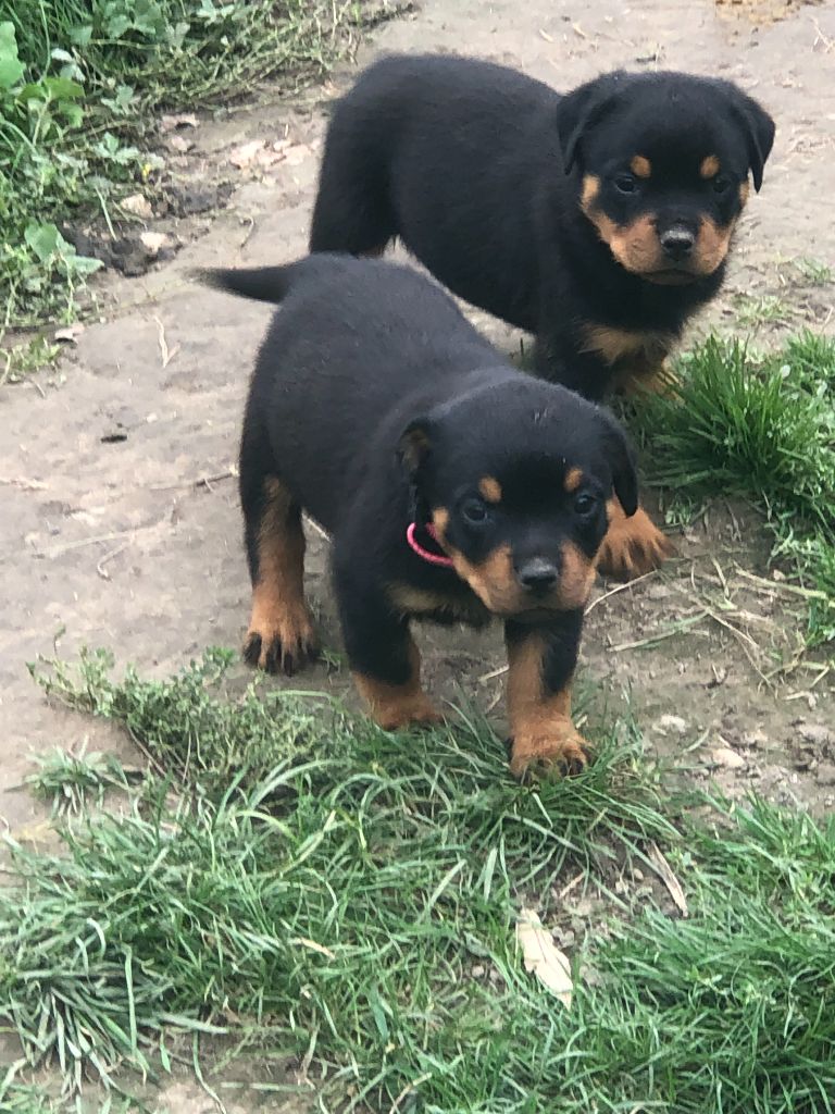 CHIOTS ROTTWEILER portée RONBINE DE LA PIECE DE L'ASSAUT / SO DE LA PI